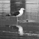 Reflective gull