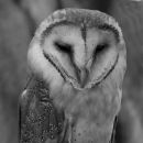Sleepy owl