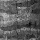 Smooth grey bark