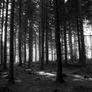 Sun through the trees