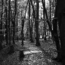 The glade