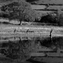 Three cormorannts