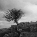 Tree on the rocks