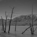 Tree stumps in the lake