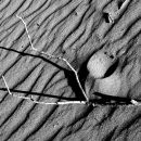 Twig on the sand