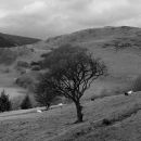 Valley tree
