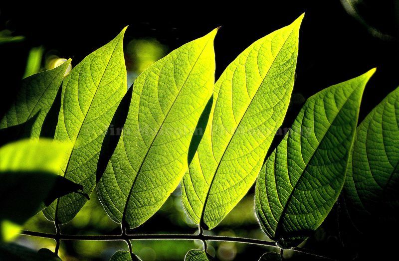 Leaves in sunlight in Panama City