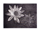 Water Lily - 5x7 Intaglio Print (non-toxic) 2009