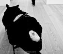 Saatchi Gallery