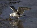 Gulls do lunch