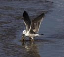 Gulls do lunch
