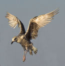 Dancing Bird, beautiful.