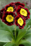 Primula Auricula 1