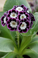 Primula Auricula