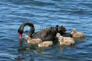 Black Swan and cygnets