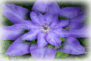 Blue Clematis