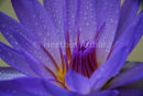 Bllue Water Lily