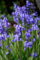Bluebells