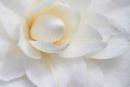 Camellia Nuccio's Gem