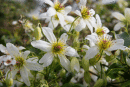 Clematis NZ Native
