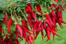Clianthus ( Kaka Beak)