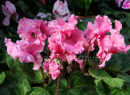 Cyclamen