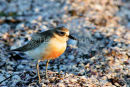 Dotterel 2