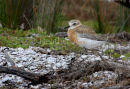 Dotterel 3