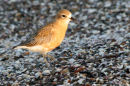 Dotterel 1