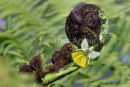 Fern Fairy