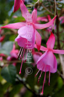 Pink Fuchsia