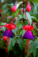 Fuchsia Black Prince