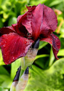 Iris 'Ouija'