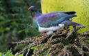 Kereru 1