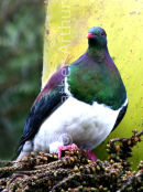 Kereru 2