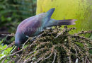 Kereru 3