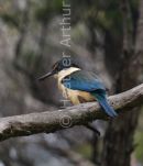 Kingfisher