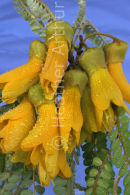 Kowhai