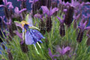 Lavender Fairy
