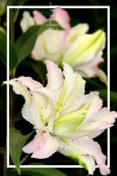 Lilium Miss Lucy