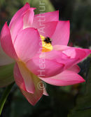 Lotus and Bee