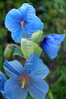 Meconopsis Betonicifolia