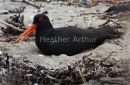 Oystercatcher
