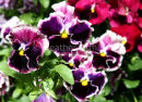 Frilly Pansies