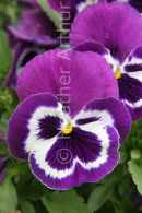 Pansy