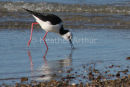 Pied Stilt