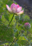 Lotus Flowers