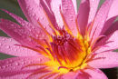 Pink Water Lily