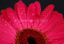 Gerbera