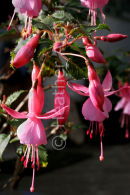 Fuchsia